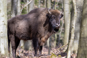 Wisente (Europäische Bisons) auf der dänischen Insel Bornholm
