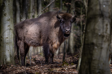 Wisente (Europäische Bisons) auf der dänischen Insel Bornholm

