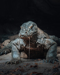 Komodo dragon is on the ground. Interesting perspective. The low point shooting. Indonesia. Komodo National Park.
