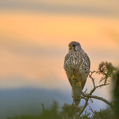Portrait of a common kestrel (Falco tinnunculus) perched on a trunk
