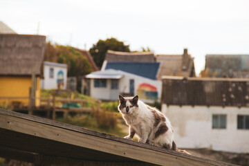 Fototapeta premium Gato