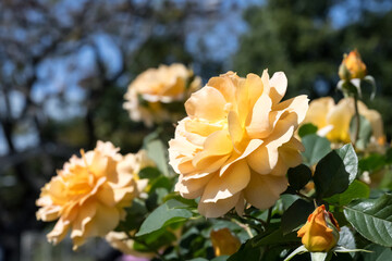 yellow roses in garden