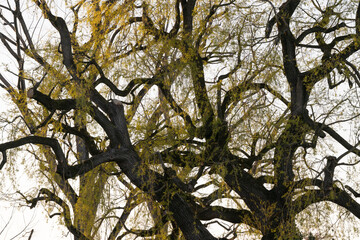 Quarry willow, Salix Fragilis, abstract