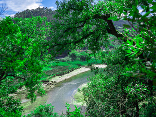 Fototapeta premium View of the green water of a shallow river through the branches of trees