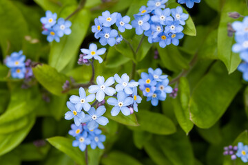 pretty blue flowers of forget me nots a symbol of true love and respect