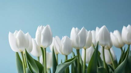 Beautiful composition spring flowers. Bouquet of white tulips flowers on pastel blue background. Valentine's Day, Easter, Birthday, Happy Women's Day, Mother's Day. Flat lay, top view, copy space