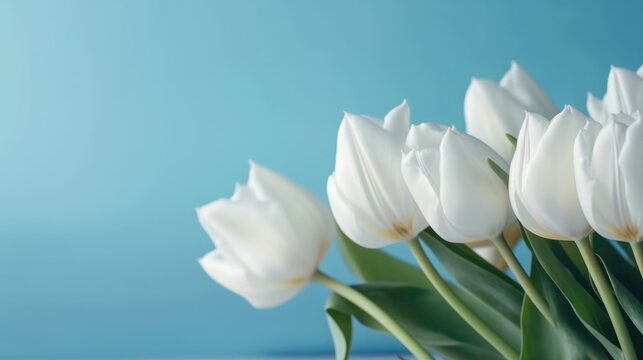 Beautiful composition spring flowers. Bouquet of white tulips flowers on pastel blue background. Valentine's Day, Easter, Birthday, Happy Women's Day, Mother's Day. Flat lay, top view, copy space