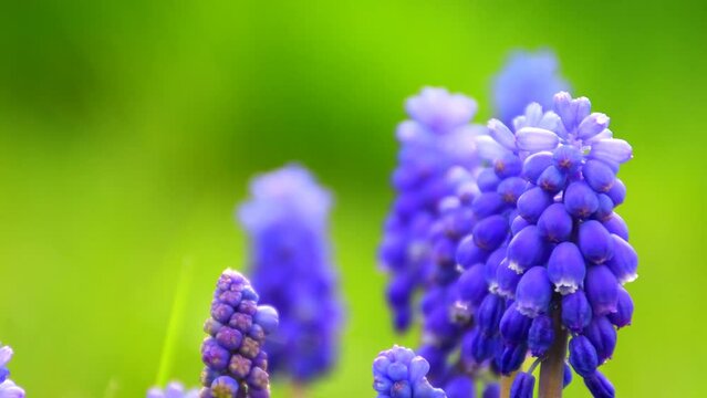 grape hyacinth, spring flowers in a German garden in early spring

