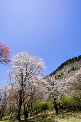 Obraz premium 曽爾村屏風岩 青空に映える満開の桜
