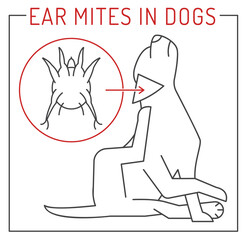 Common external parasites in dogs. Ear mites.