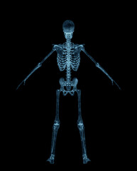skeleton in a pose on rear view