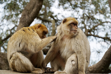 Naklejka na ściany i meble Two Barbary Macaques - one monkey pets the second one