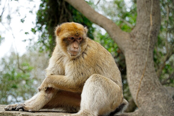 Single Barbary Macaque monkey sitting on a wall