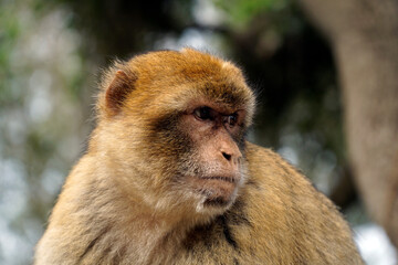 Single Barbary Macaque monkey - close up on head and defocused background