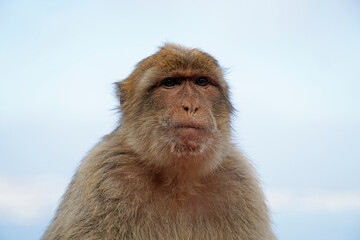 Obraz premium Single Barbary Macaque monkey - close-up on head and sky in background