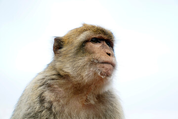 Single Barbary Macaque monkey - close-up on head and sky in background