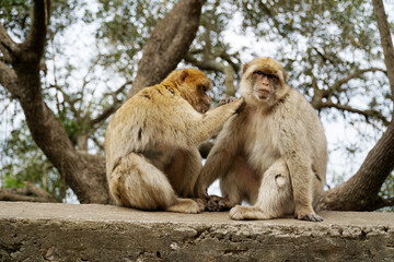 Two Barbary Macaques - one monkey pets the second one