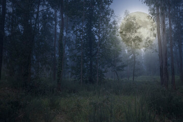 Rising full moon over woods © Zacarias da Mata