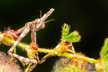 Praying mantis (Mantis religiosa) on a branch