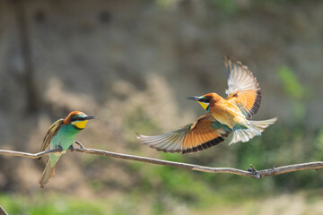 Obraz premium Eurasian bee eater