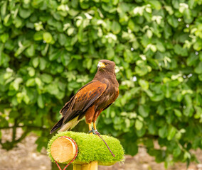 Harris Hawk during the visitor demonstartion at Dunrobin Castle, Golspie, Sutherland, Scotland UK