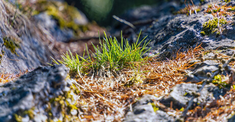 grass on a stone in the wood