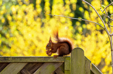 Eichhörnchen im Garten © E. Schittenhelm