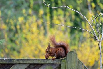Eichhörnchen im Garten © E. Schittenhelm