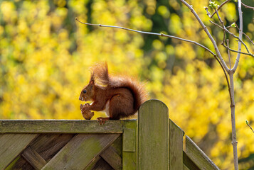 Eichhörnchen im Garten © E. Schittenhelm