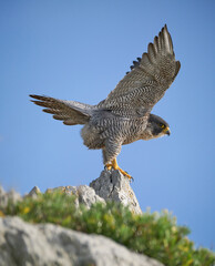 Halcón peregrino en su posadero