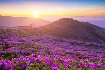 Fototapeta na wymiar Morning and spring view of pink azalea flowers at Hwangmaesan Mountain with the background of sunlight and foggy mountain range near Hapcheon-gun, South Korea