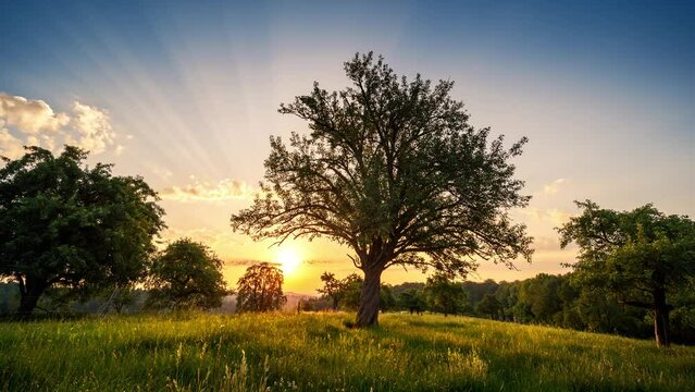 Sunrise time lapse showing an idyllic rural landscape with trees on a meadow and the sun moving behind the main subject
