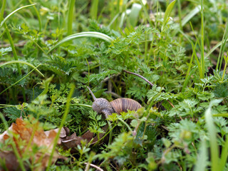 A snail in the grass. It has emerged from its shell and is eating grass leaves.