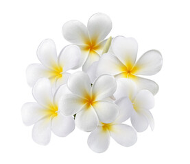 Fototapeta na wymiar frangipani flower isolated on transparent png