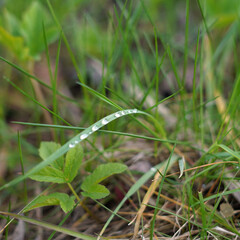 View of the grasses after the rain. Drops of water remained on one leaf.