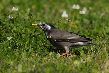 Obraz premium 虫がいないか探るムクドリ