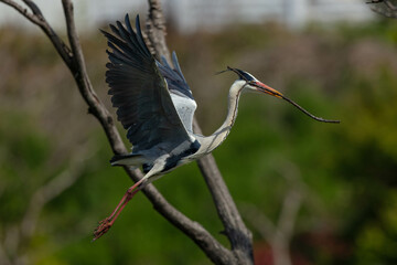 Obraz premium 巣作りに励むアオサギ