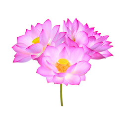 Lotus flower isolated on transparent png