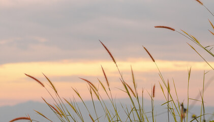 beautiful concept from nature.