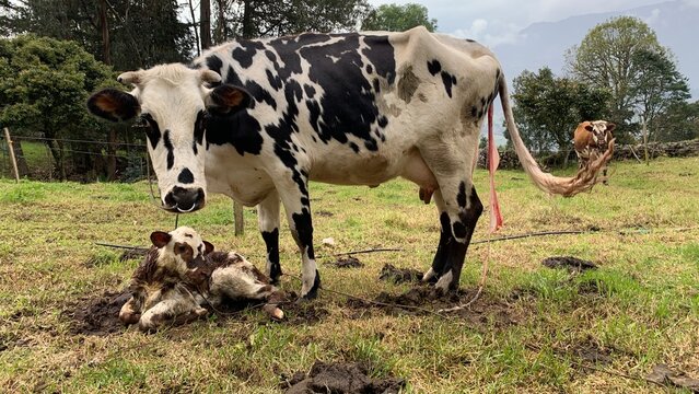 Vaca despu&eacute;s del parto con parte de la placenta colgando
