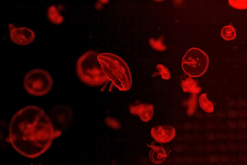 Macro shot of Chrysaora quinquecirrha underwater