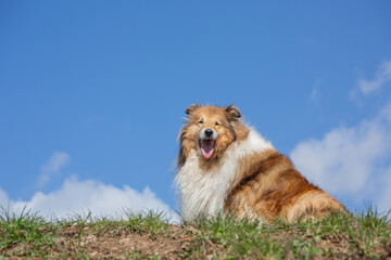 Golden long haired rough collie on a sky background, sitting in a nature