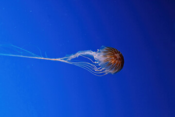 macro photography underwater northern sea nettle or brown jellyfish jellyfish