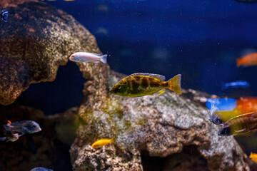 Obraz na płótnie Canvas Underwater shot of fish Cichlidae