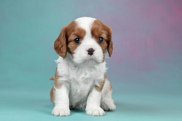 Cute little cavalier king charles spaniel puppy on colorful background