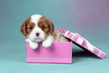 Cute little cavalier king charles spaniel puppy with gift box