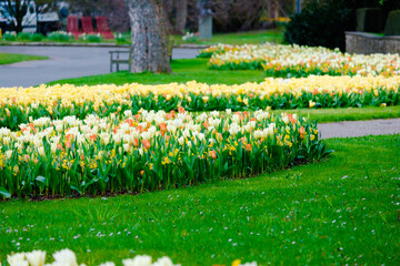 colorful blooming tulips flowers in early spring
