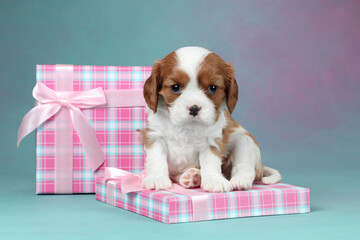 Cute little cavalier king charles spaniel puppy with gift box