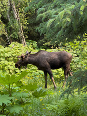 wild boar in the woods