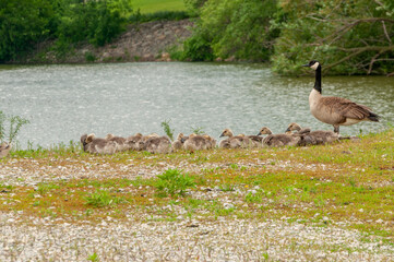 Canada Geese And Goslings On Fox River Shoreline in Summer